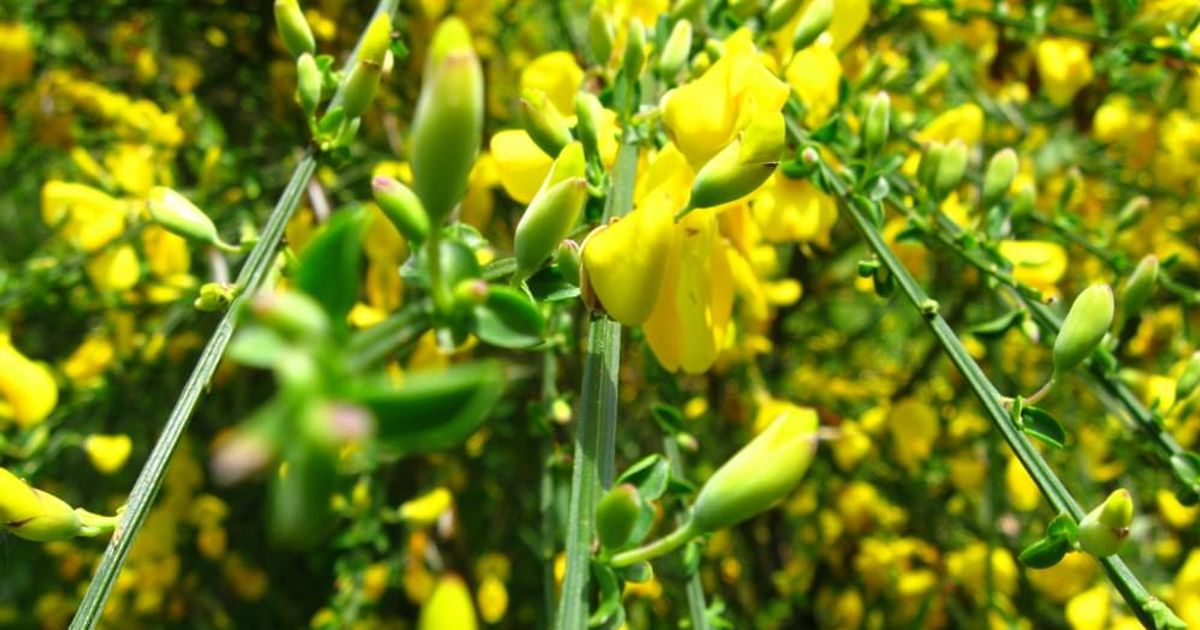 Scotch broom